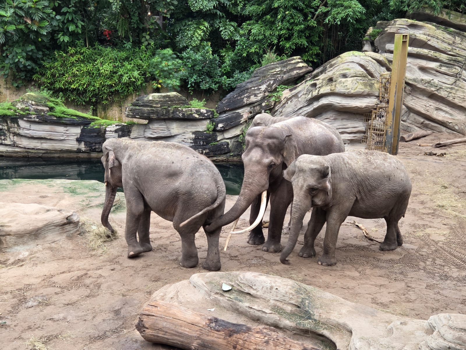 Er wordt al flink gesnuffeld bij de olifanten