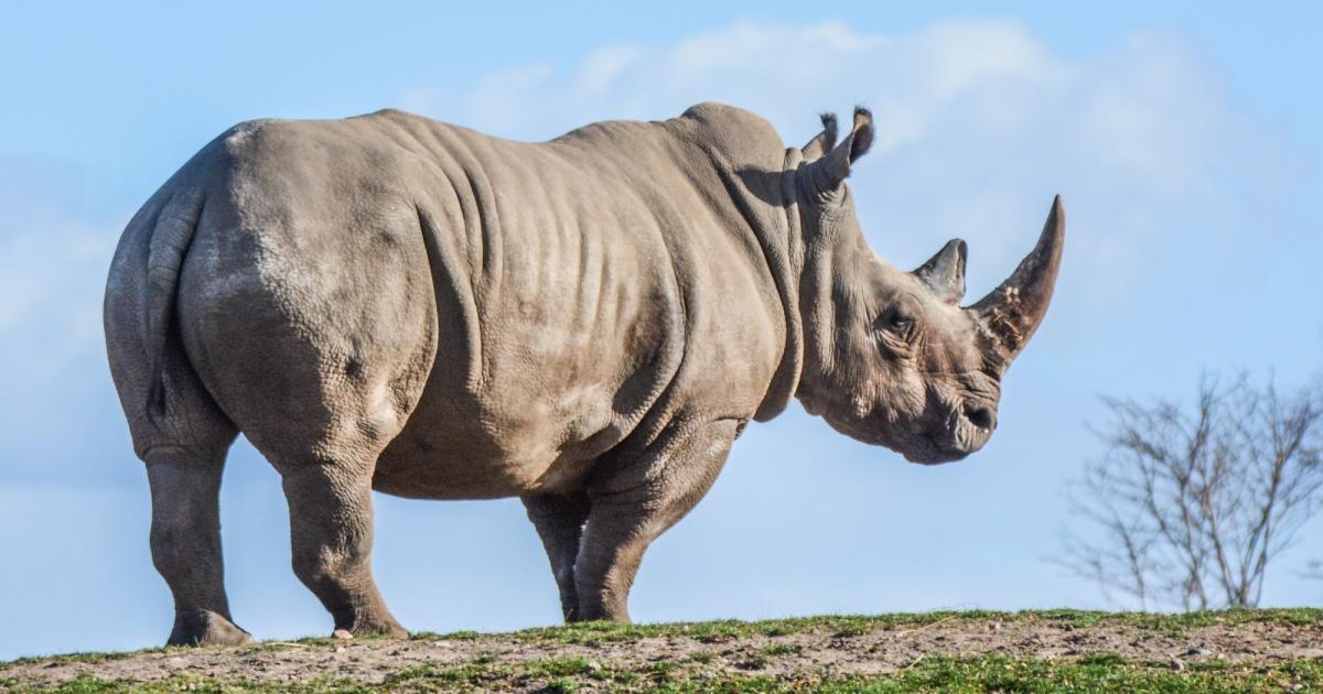 Spreekbeurt Neushoorn Dierenwiki Spreekbeurt Neushoorn Images