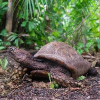 Birmese bergschildpad