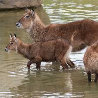 Defassa waterbok