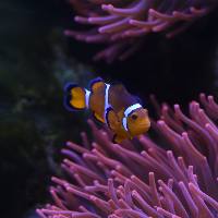 Driebandanemoonvis