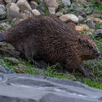 Europese bever