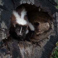 Gestreept stinkdier