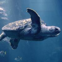 Groene zeeschildpad