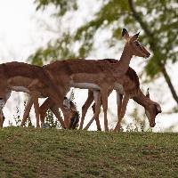 Impala