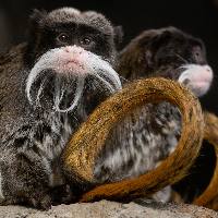 Keizertamarin