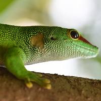 Madagaskar daggekko