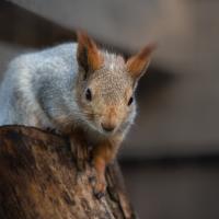 Siberische rode eekhoorn