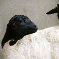Somalisch zwartkopschaap