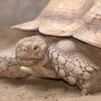 Sporenschildpad
