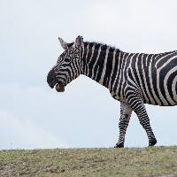 Steppezebra