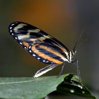 Tropische vlinders
