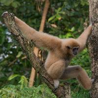 Withandgibbon