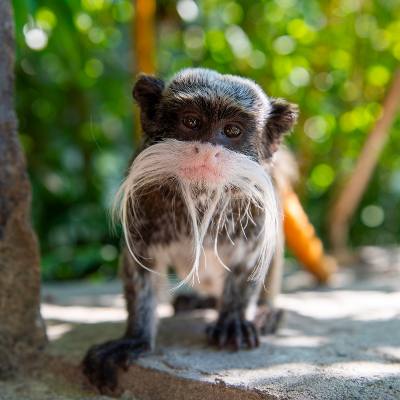 Keizertamarin WILDLANDS keizertamarin-wildlands