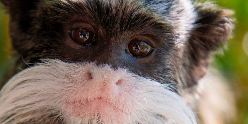 Keizertamarin WILDLANDS keizertamarin-wildlands