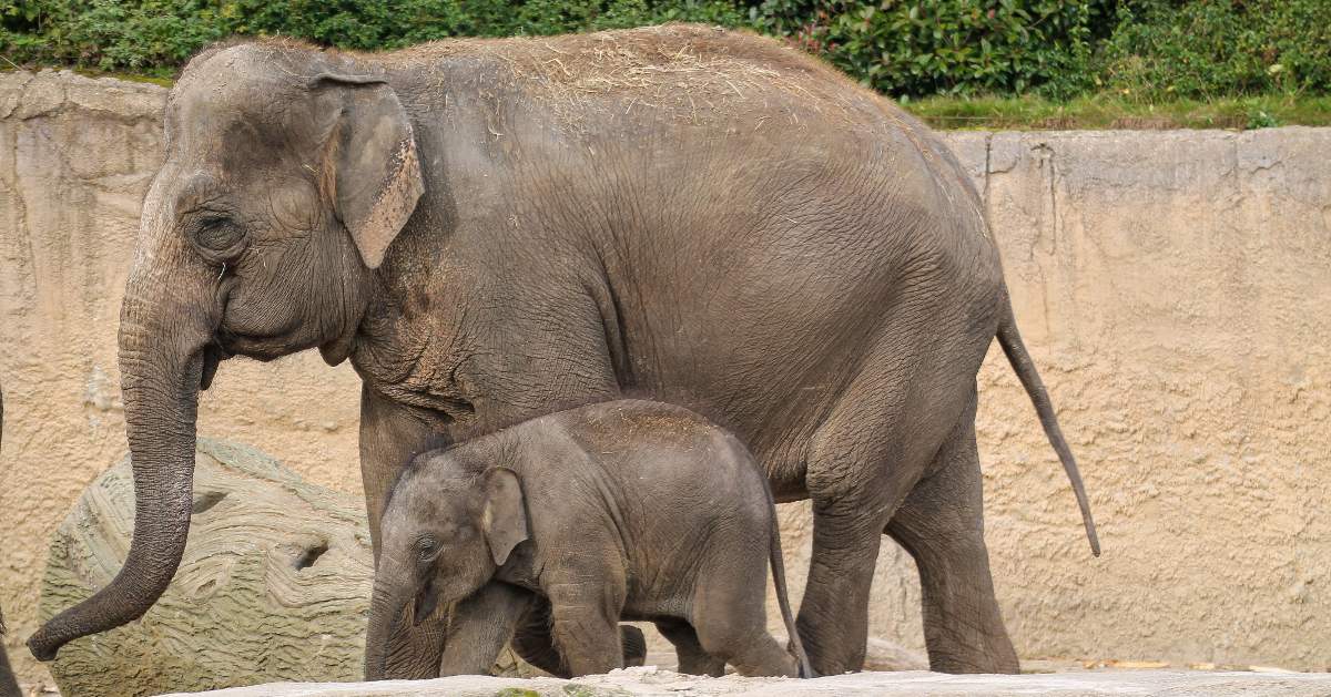 Aziatische olifant WILDLANDS Aziatische olifant WILDLANDS
