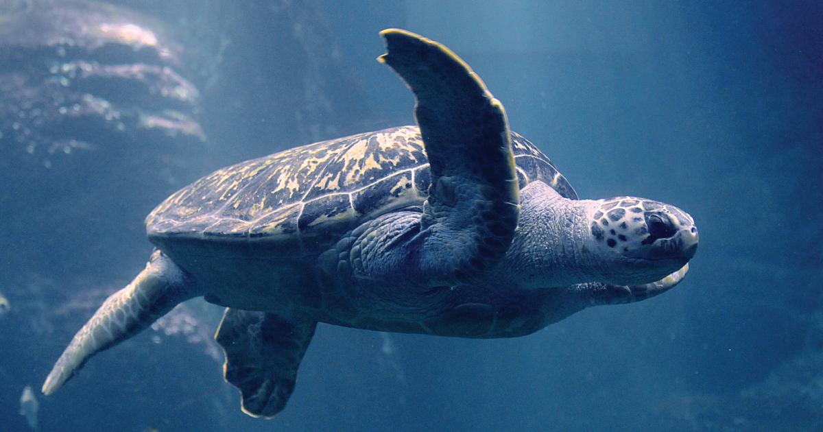 Groene zeeschildpad - WILDLANDS