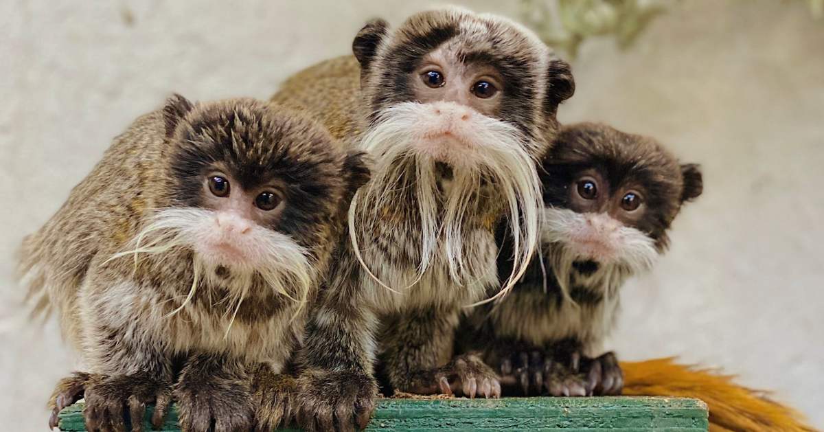 Keizertamarin WILDLANDS keizertamarin-wildlands