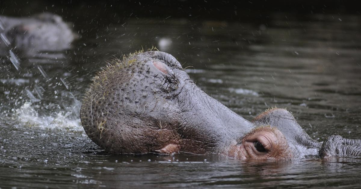 Nijlpaard - WILDLANDS