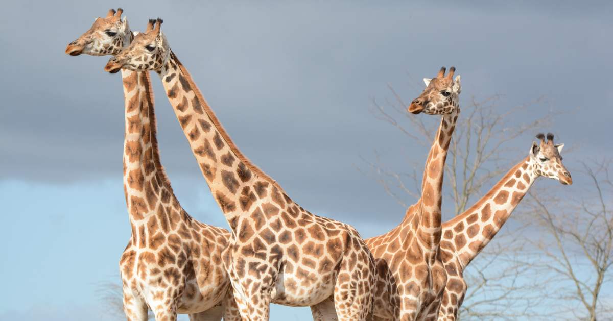 noordelijke giraffe WILDLANDS