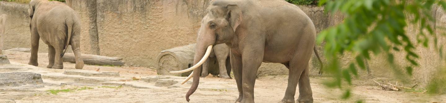 Dieren overzicht banner
