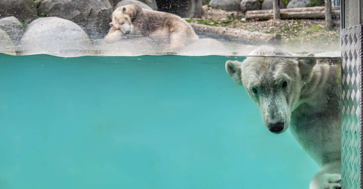 ijsbeer voorjaarscampagne 2026