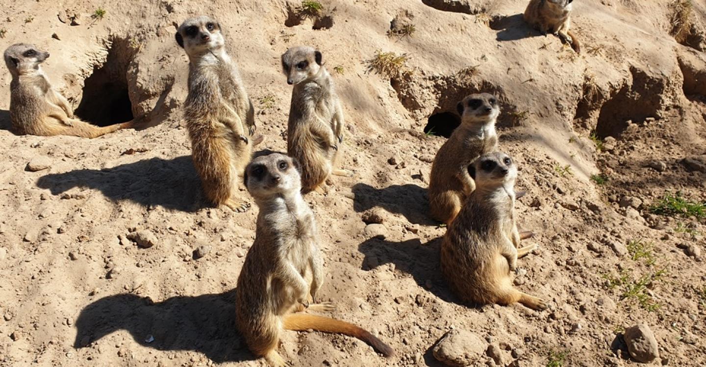 Wildlands Emmen