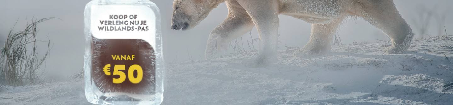 Abo actie - prijzen bevroren 2026