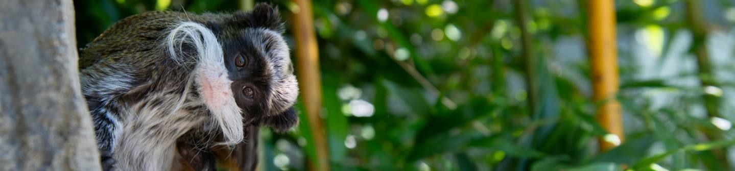 Dierenwelzijn pagina