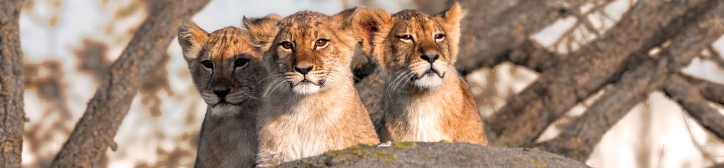 drie welpen versie 2 