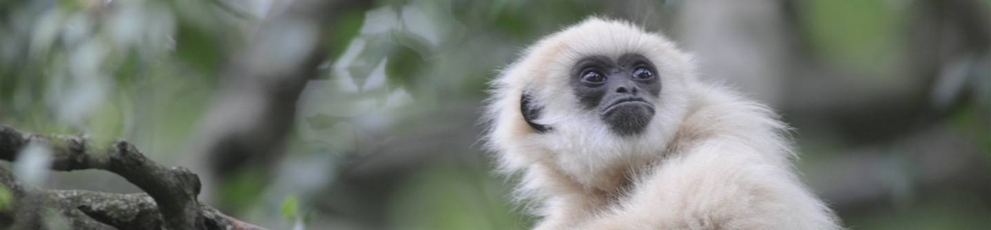 Gibbon EEP