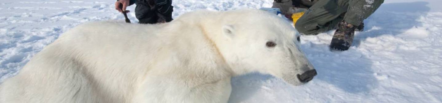 Polar Bears International