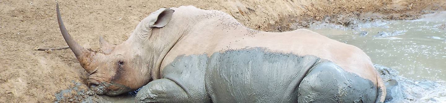 Save the Rhino