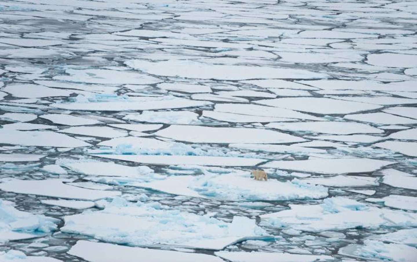 Polar bear 2