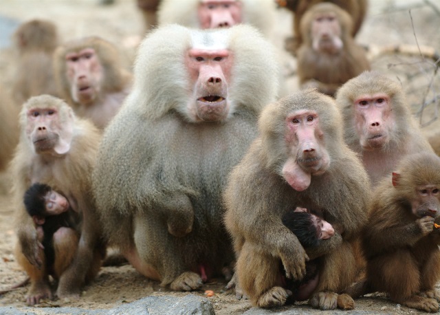 Voorwaarden WILDLANDS abonnement