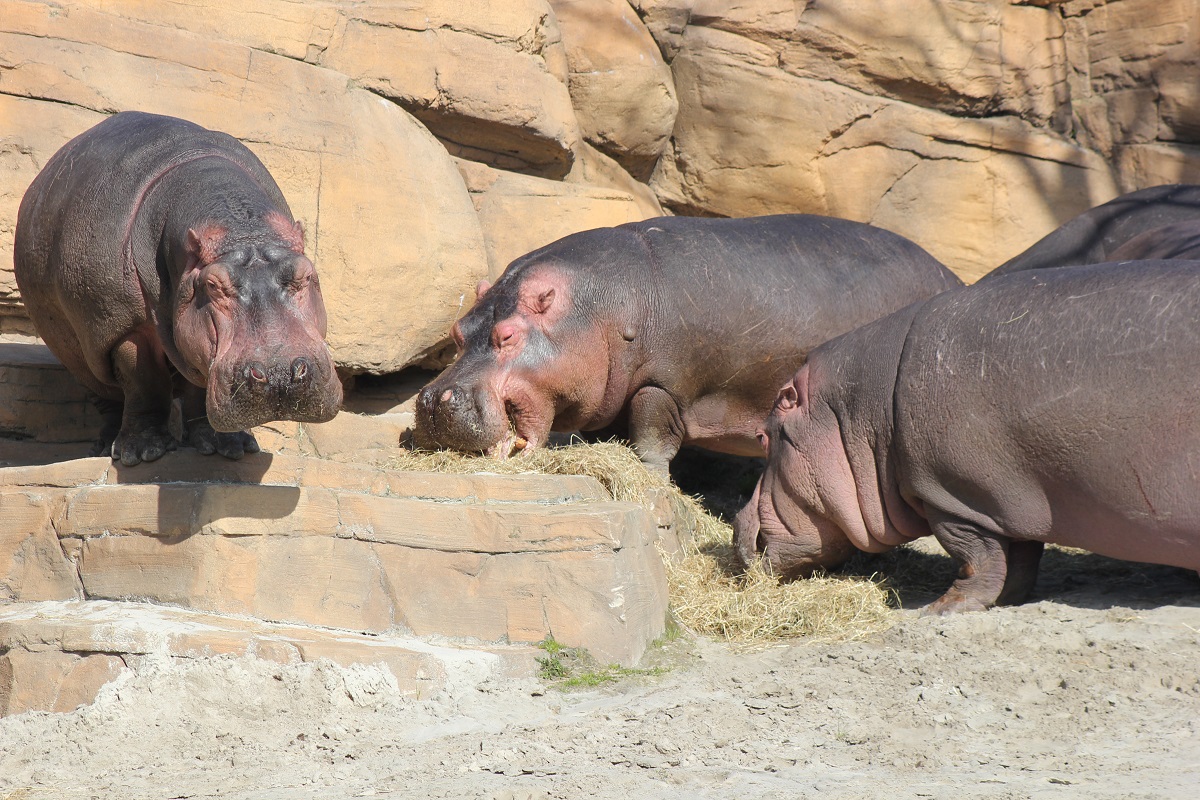 Nijlpaard - WILDLANDS