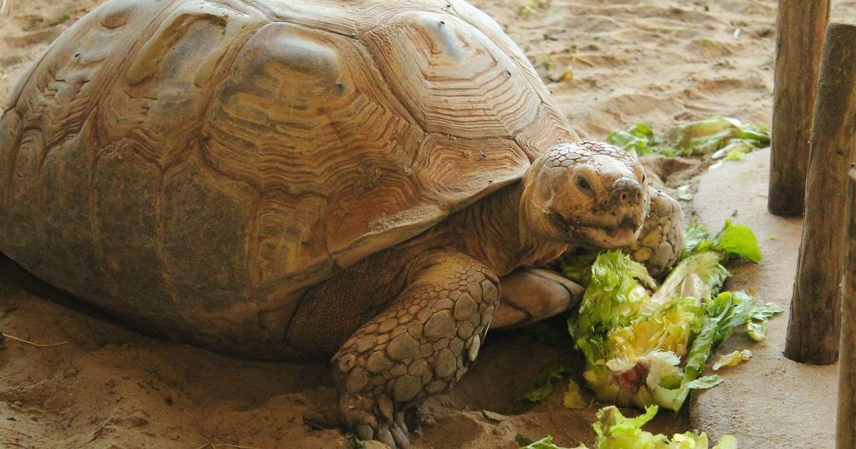 Schildpadden kunnen ouder worden veranderen - WILDLANDS
