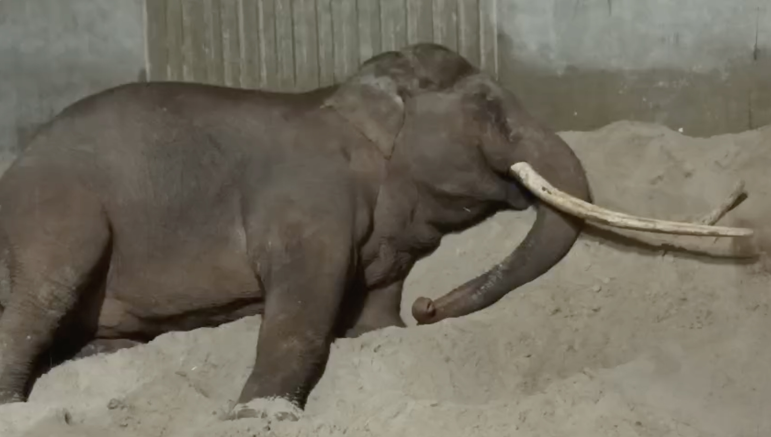 Sibu slapend op stal