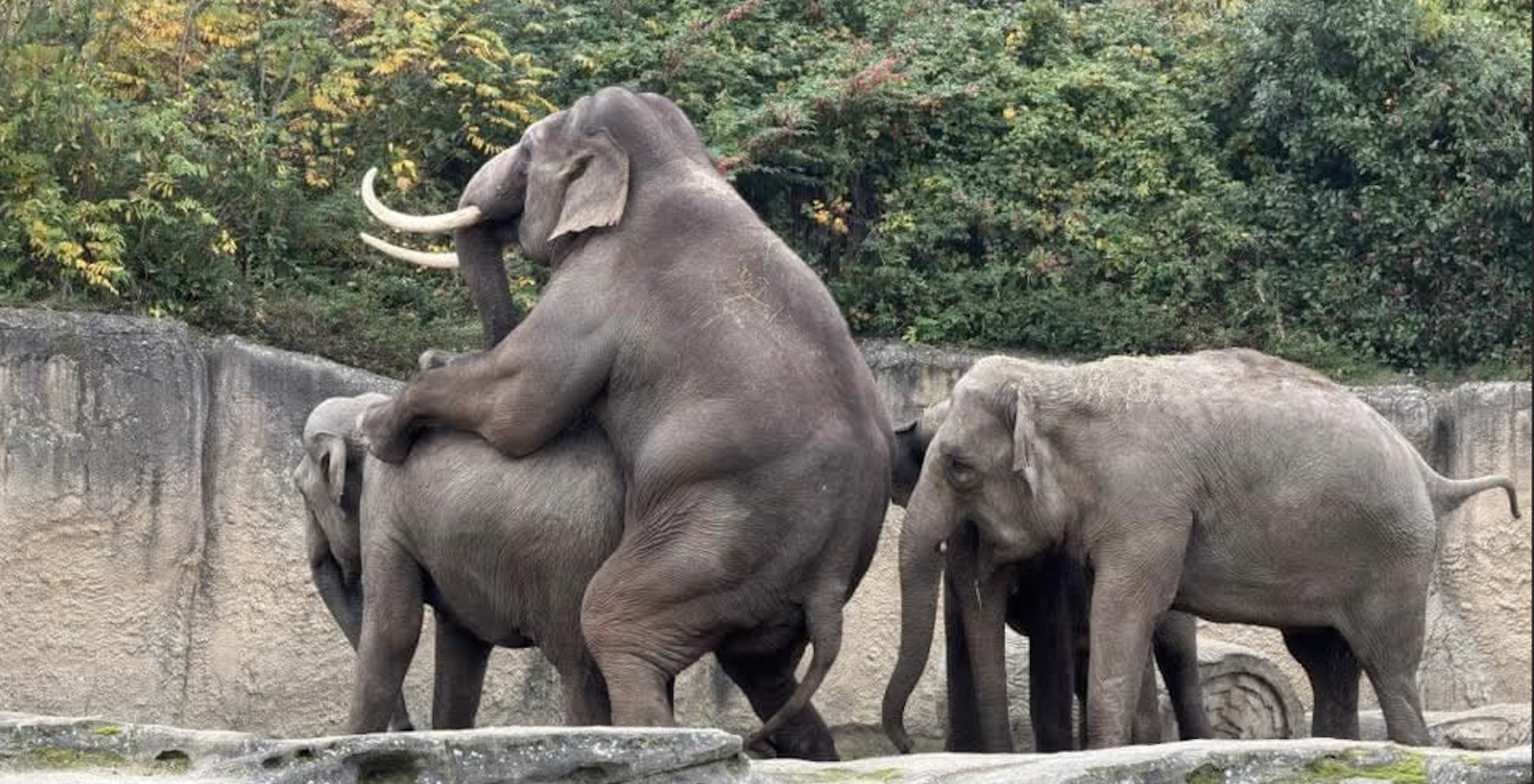 eerste dekpoging werd al snel waargenomen